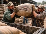 Beans Market Tightens as Black and Pinto Supplies Shrink Sharply