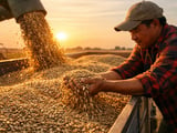 Chinese Sunflower Kernels Face Seasonal Lull and Black Sea Price Pressure