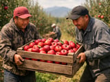 China Tightens Its Grip on Kyrgyzstan’s Apple Market as Imports Surge
