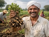 Les prix de l’arachide indienne et brésilienne restent fermes tandis que la mousson demeure irrégulière