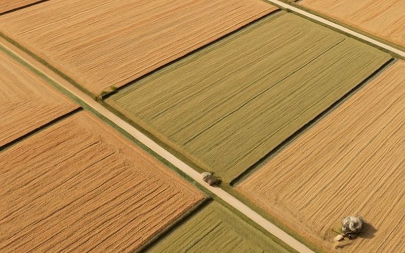 Sesame Market Steady to Softer as Egypt and India Head into Summer Window