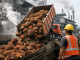 Palm Oil Futures Ease But Weather and Policy Keep Upside Risks Alive
