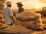India Turns to Brazil: How Shifting Wheat Flows May Reshape Prices