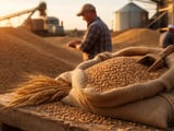 Canadian Wheat Squeeze Meets Softer Black Sea Prices