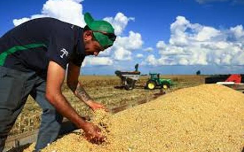 多米尼加共和国在饲料需求激增之际维持零关税玉米进口制度
