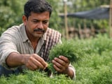 Dill Seeds: New Meghalaya Processing Hub Begins to Reshape Indian Supply