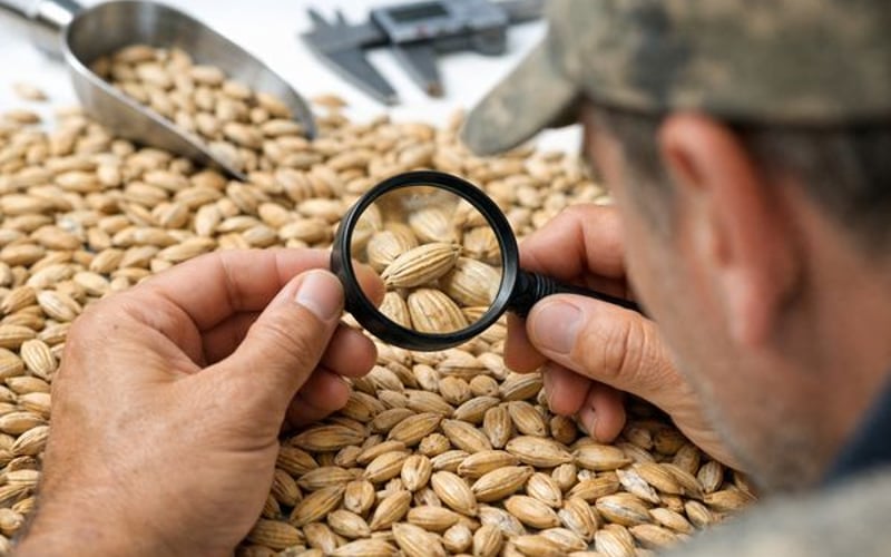 Les prix de l'orge ukrainienne stagnent alors que les risques d'exportation augmentent en mer Noire