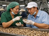 Cashew prices stay firm as raw nut costs, tight African supplies squeeze processors