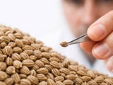 Ajwain Market Firms on Tight Stocks Despite Mixed Mandi Signals