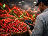 Red Chilli Market Softens as Exports Slump and Monsoon Risks Build