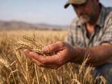 German Feed Barley Steady to Softer as Black Sea Disruptions Cap Downside