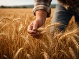 Barley Market Stuck in Neutral as Black Sea Risks Meet Weak Demand
