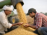 Soybean Demand Softens in India as Global Futures Pause Before USDA
