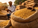 Indian Soybeans Hold Firm as Domestic Output Tightens and Imports Rise