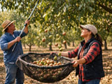 Walnut Market Firms as US In‑Shell Exports Surge and Kernels Hold Steady