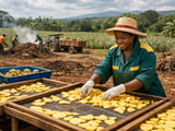 Kenya’s New Processing Hub Shifts the Pineapple Value Chain Toward Dried Products