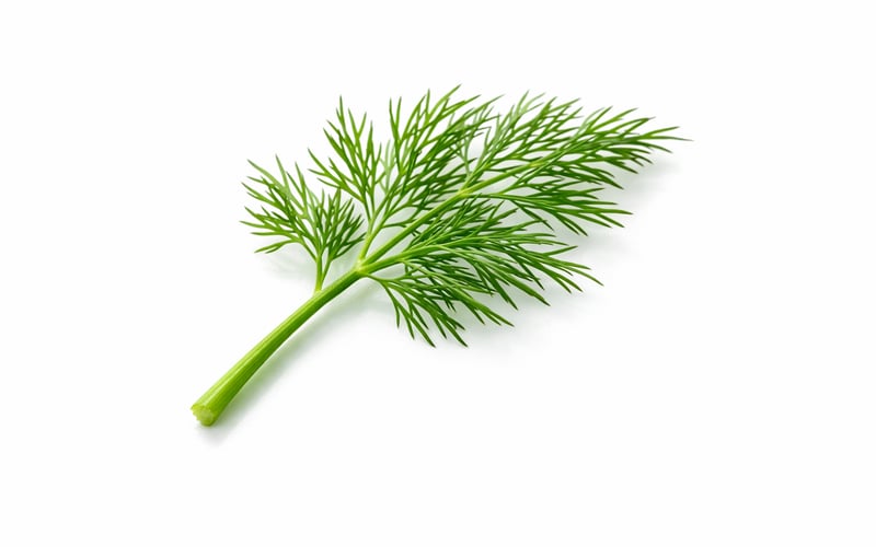 Indian Dill Seeds Hold Steady as Monsoon Rains Stabilise Crop Outlook