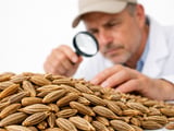 Cumin rally underpinned by scarce premium grades despite new-crop arrivals