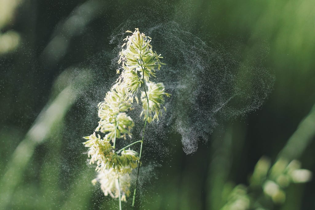 pollen by Filter Services