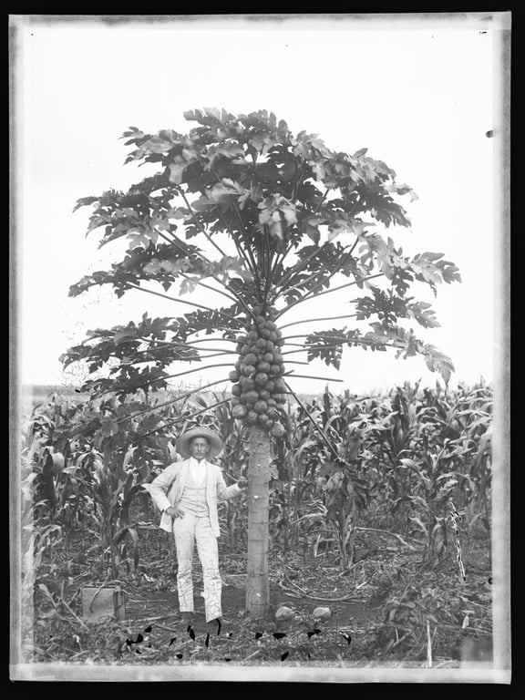 Fotografia em preto e branco de autoria de Marc Ferrez, retratando um homem negro de pé ao lado de um mamoeiro carregado de frutos. Ele veste um terno claro, chapéu de abas largas e segura o tronco da árvore com uma das mãos, enquanto a outra sobre a cintura. O mamoeiro tem um tronco fino e alto, com uma grande quantidade de frutos agrupados no centro e folhas largas. Ao fundo, uma plantação densa de milho se estende até o horizonte. No canto inferior esquerdo da imagem, há aparentemente uma mala. A fotografia captura um momento do século XIX, documentando o trabalho rural.