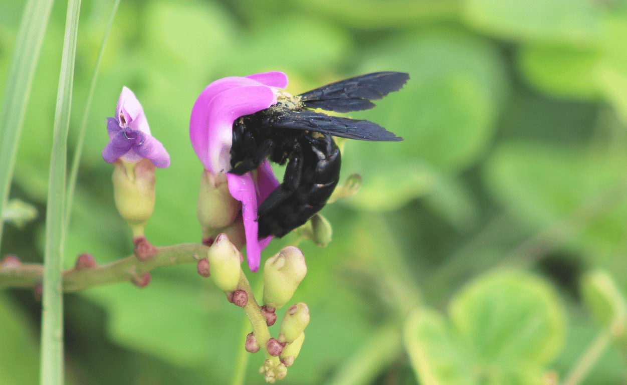 Fotografia em close-up de um besouro mangangá pousado sobre uma flor roxa. O inseto é grande, de corpo preto e brilhante, com asas azuladas parcialmente abertas e cobertas por grãos de pólen. Ele está mergulhado na flor, coletando néctar. A flor principal é de coloração rosa com branco, e há outras flores e botões ao redor, em diferentes estágios de desenvolvimento. Ao fundo, o verde desfocado da vegetação dá destaque ao contraste das cores vibrantes do inseto e da flor.