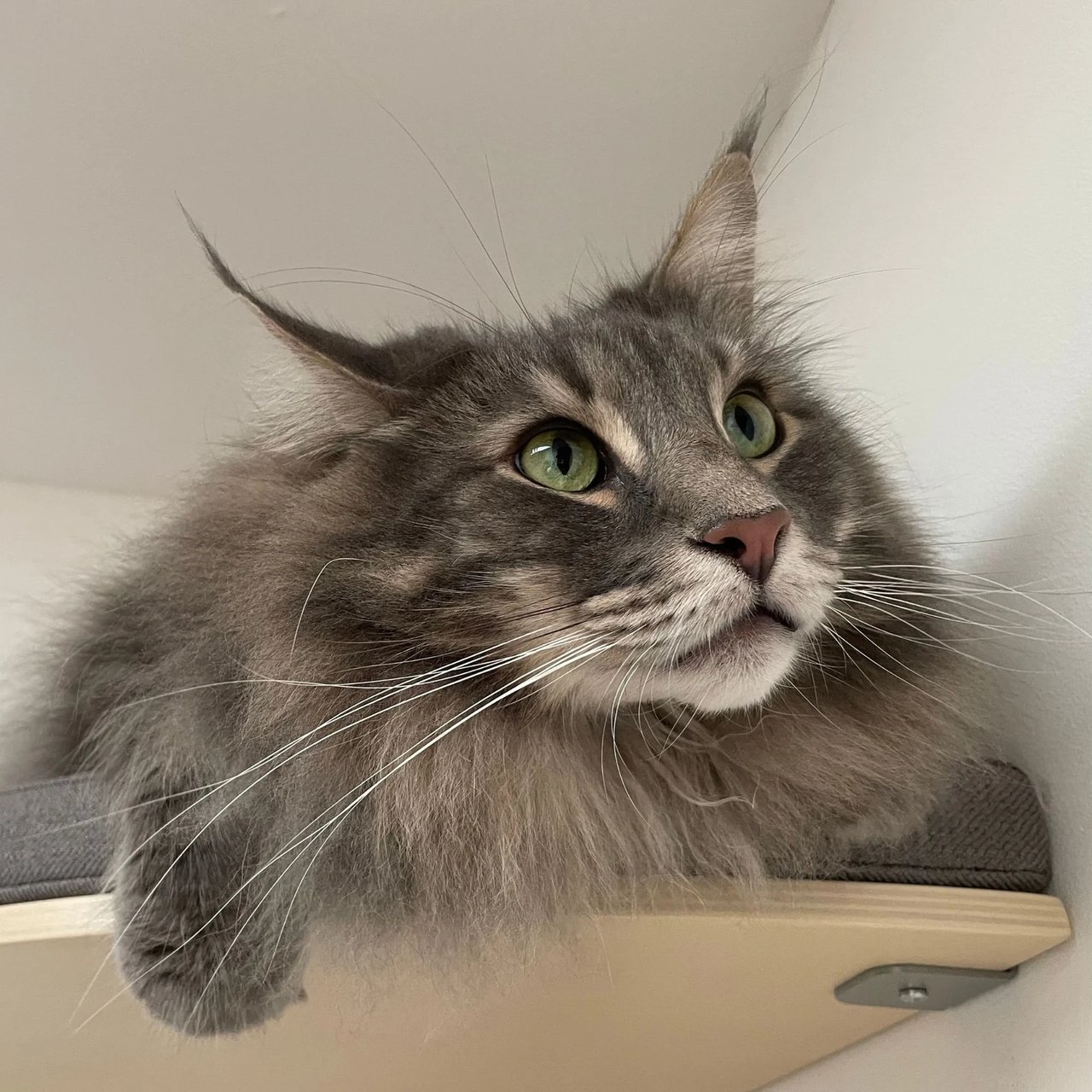 Chill Corner Cat Shelf - Image 2