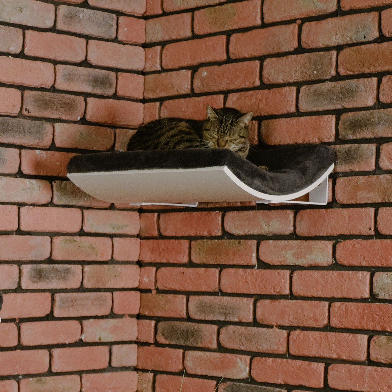 Chill Cat Shelf - Image 4