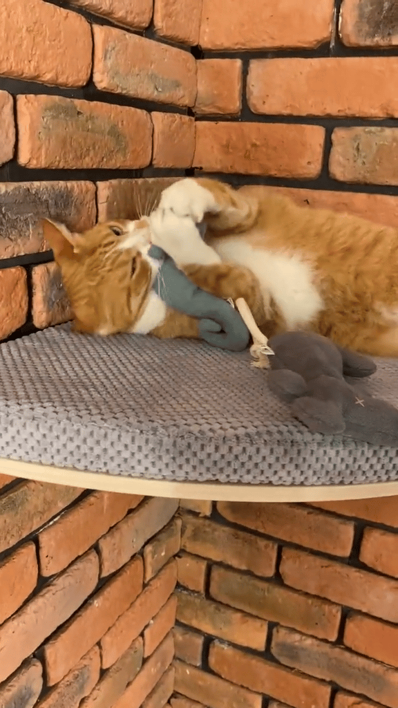 キャットシェルフ 【COSY AND DOZY】 Chill Cat Shelf | COSY AND DOZY