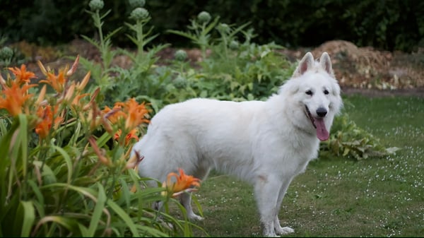 chien blanc dans jardin