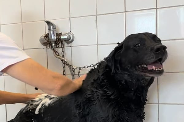 Découvrez Toutou Matou à Bousbecque, salon de toilettage professionnel proposant soins, coupes et entretien du pelage pour chiens et chats.