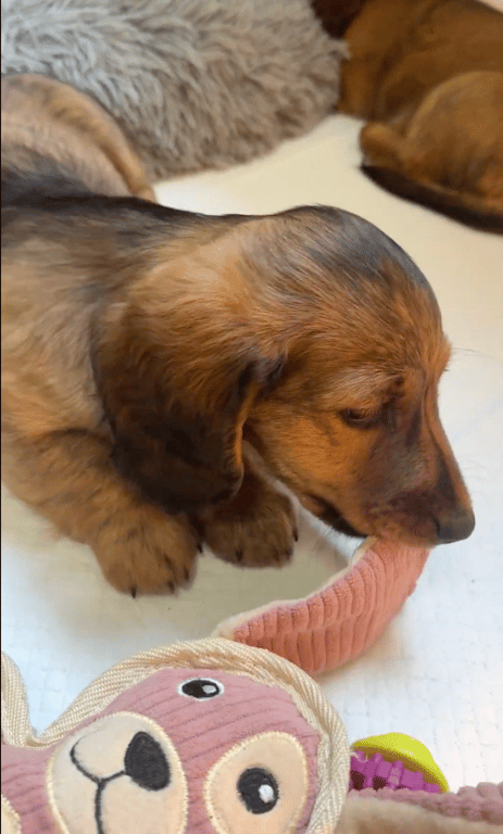 Yogi Puppy