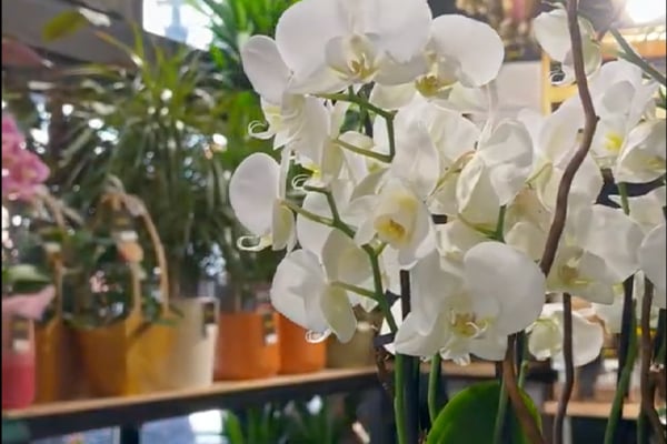 Découvrez La Fleur, fleuriste à Tourcoing, proposant des bouquets sur-mesure, compositions florales et décorations pour toutes les occasions.