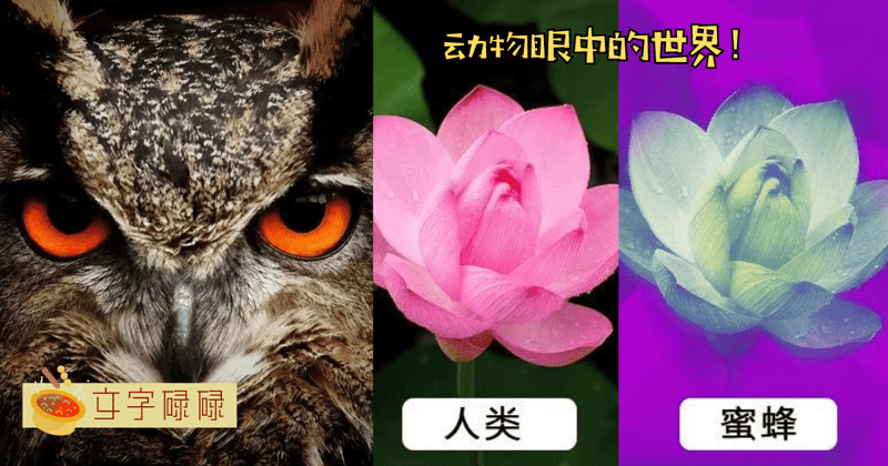 神奇！不同动物眼中的世界！原来它们都是近视眼+色盲？！ | 文字碌碌