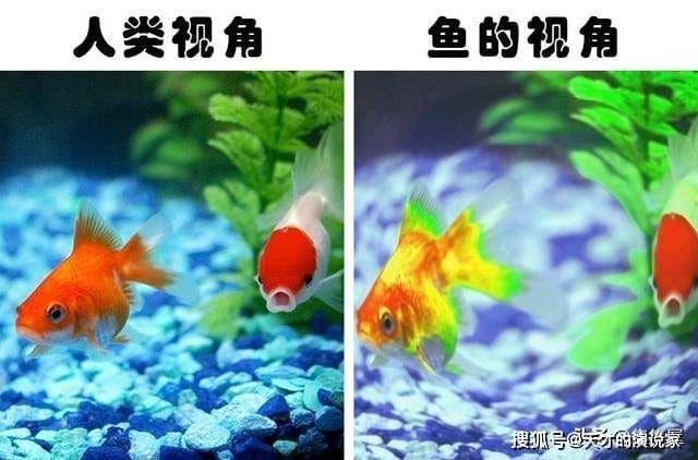 神奇!不同动物眼中的世界!原来它们都是近视眼+色盲?! | 文字碌碌 神奇!不同动物眼中的世界!原来它们都是近视眼+色盲?! | 文字碌碌