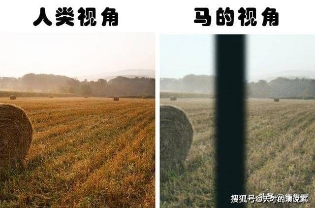 神奇!不同动物眼中的世界!原来它们都是近视眼+色盲?! | 文字碌碌 神奇!不同动物眼中的世界!原来它们都是近视眼+色盲?! | 文字碌碌