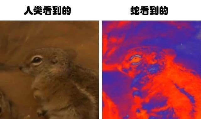 神奇!不同动物眼中的世界!原来它们都是近视眼+色盲?! | 文字碌碌 神奇!不同动物眼中的世界!原来它们都是近视眼+色盲?! | 文字碌碌