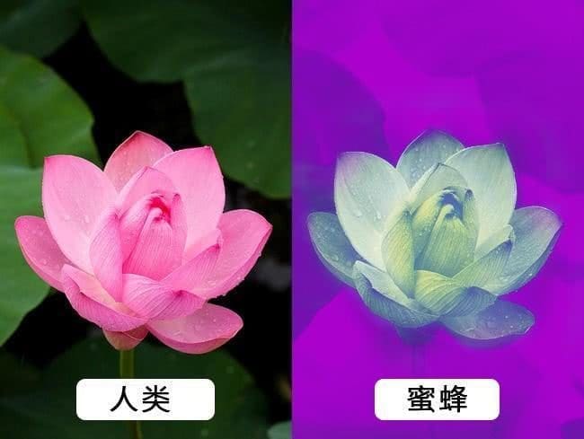 神奇!不同动物眼中的世界!原来它们都是近视眼+色盲?! | 文字碌碌 神奇!不同动物眼中的世界!原来它们都是近视眼+色盲?! | 文字碌碌