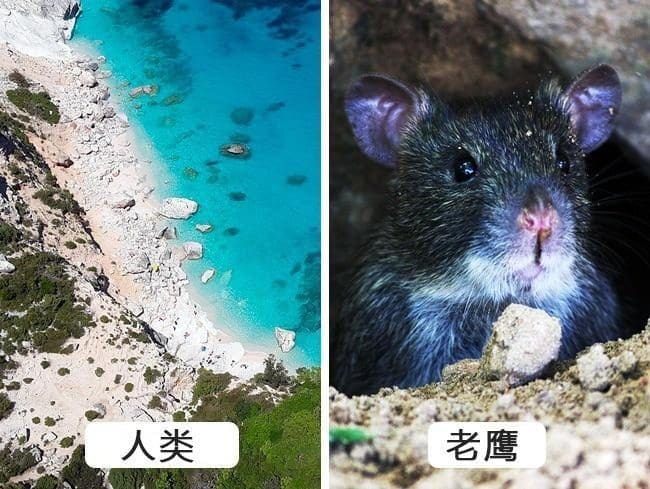 神奇!不同动物眼中的世界!原来它们都是近视眼+色盲?! | 文字碌碌 神奇!不同动物眼中的世界!原来它们都是近视眼+色盲?! | 文字碌碌