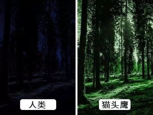神奇!不同动物眼中的世界!原来它们都是近视眼+色盲?! | 文字碌碌 神奇!不同动物眼中的世界!原来它们都是近视眼+色盲?! | 文字碌碌