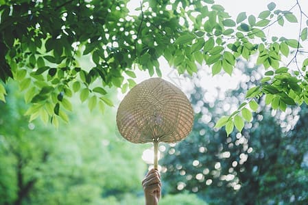 小满?芒种?大暑?你一定不了解夏季的6个节气! | 文字碌碌 小满?芒种?大暑?你一定不了解夏季的6个节气! | 文字碌碌