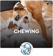 CHEWING