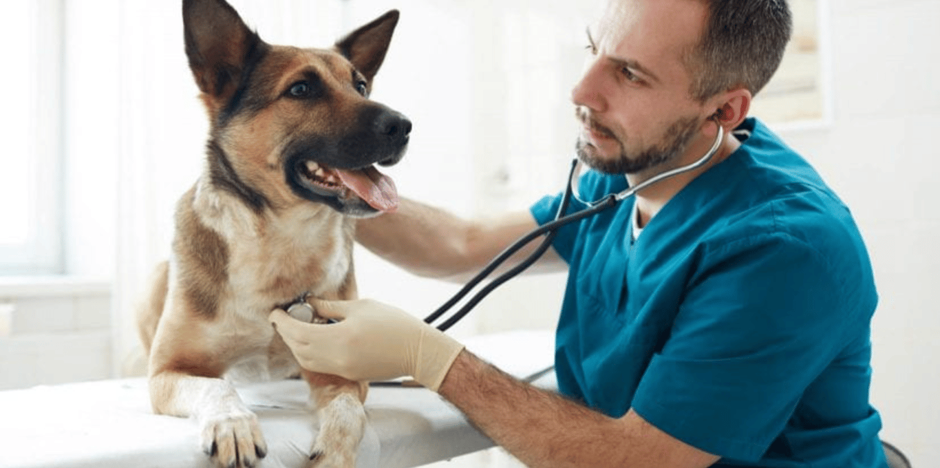 SickDog