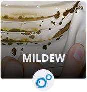 Mildew
