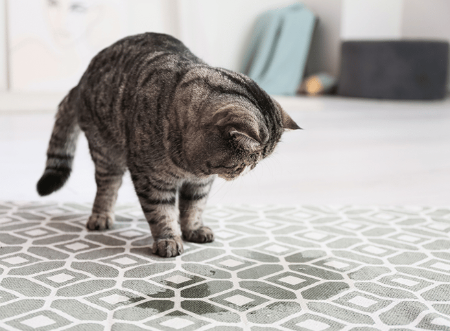 Carpet