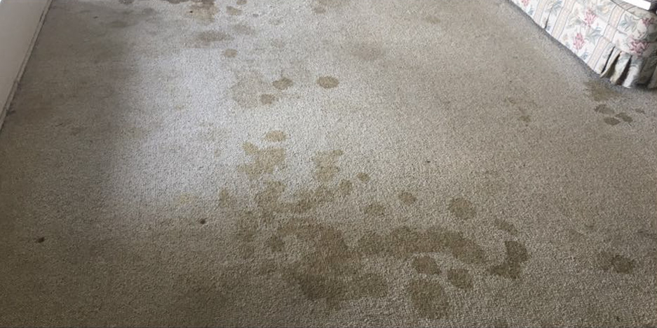Pee Stains On My Carpet
