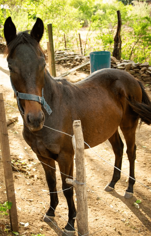 Caballo en el corral de la granja, entre árboles