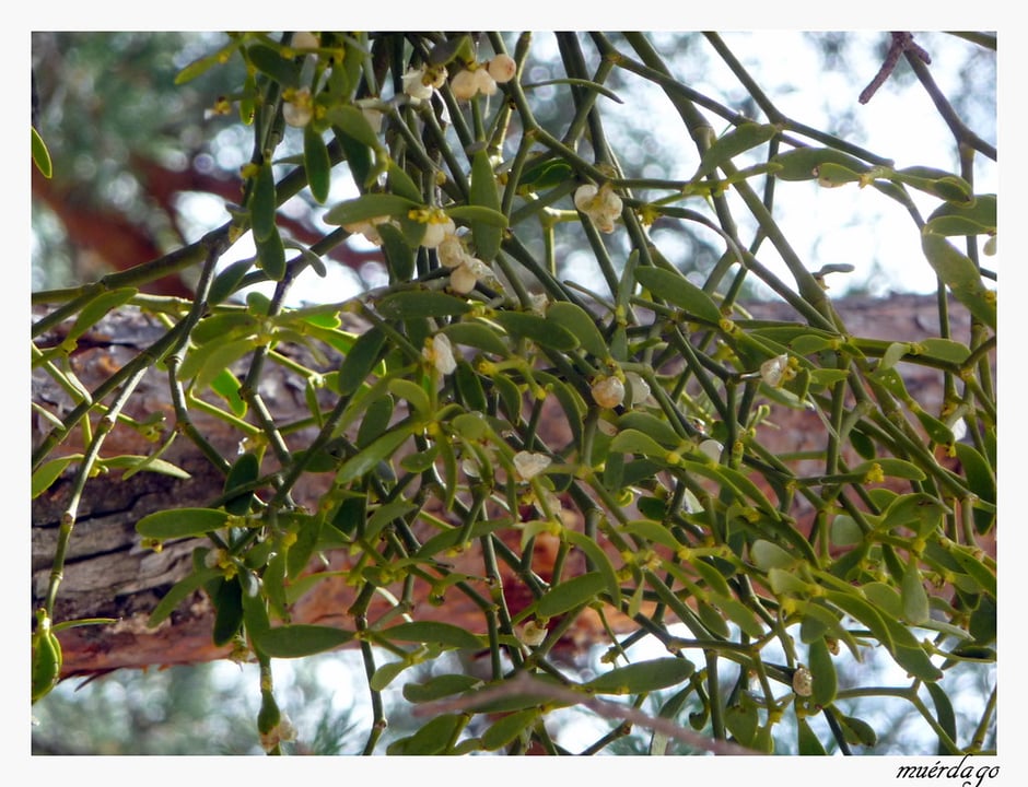 Muerdago