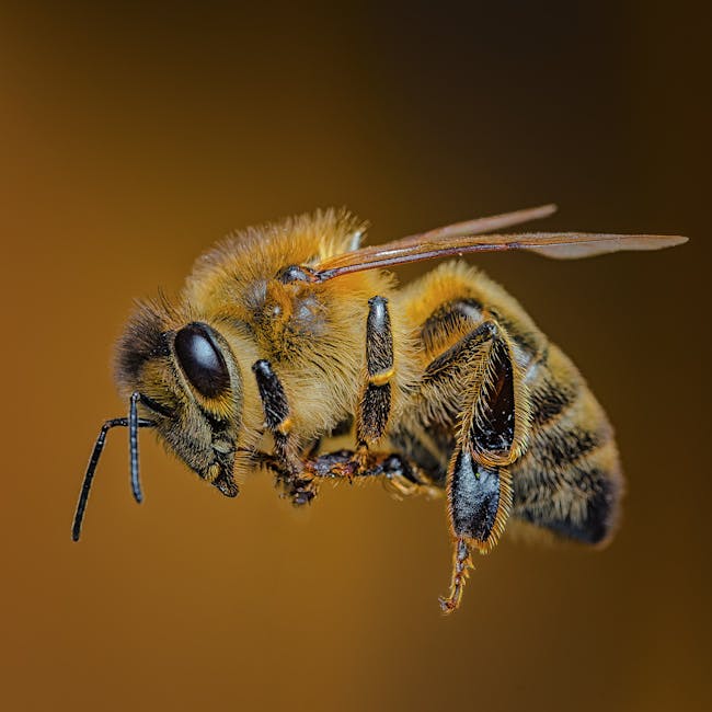 Propoleo Bebible el Manuel