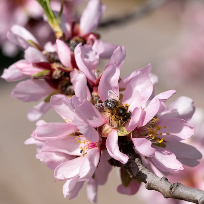 Almendra Marinada Mediana