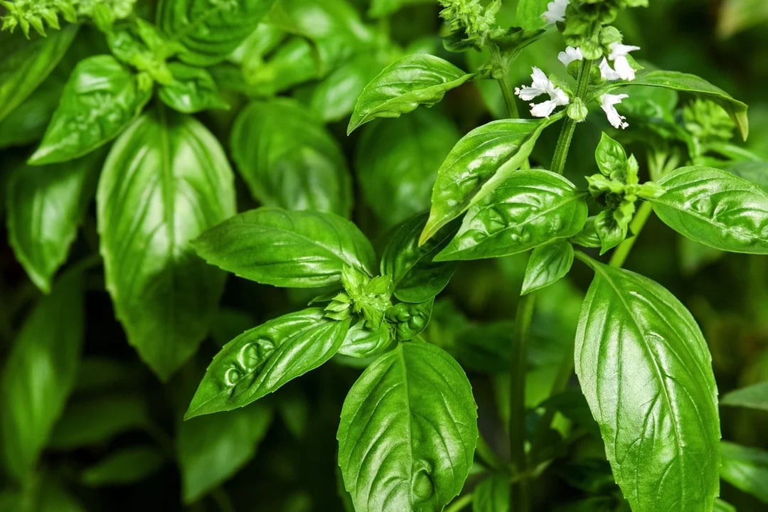 Albahaca